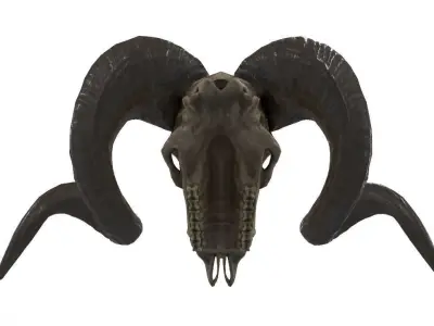 Sheep Skull 3d Model Low poly Game Ready Low-poly 3D model