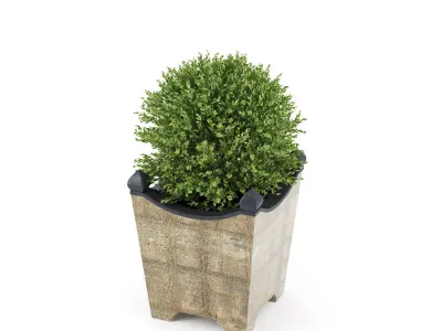 BOXWOOD TOPIARY 3D model