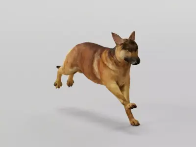 Belgian Tervuren Low Poly Dog Low-poly 3D model