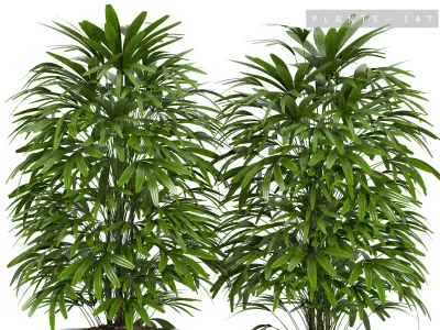 palm plant 147 3D model