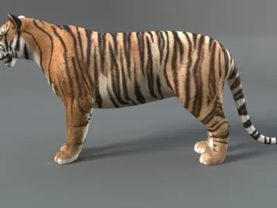 Tiger 3D model