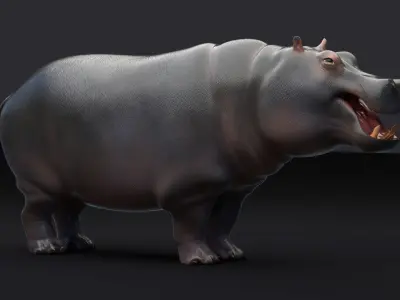 Hippopotamus 3D model