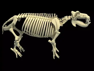 Hippopotamus Skeleton 3D model
