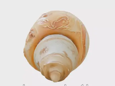 Chambered Nautilus Shell with Intricate Spirals 3D Model Low-poly 3D model