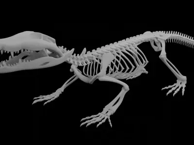 Crocodile Skeleton 3D Model Highly Detailed Clean Topology  3D model