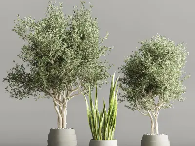 Cactus   Plant vol 02 3D model