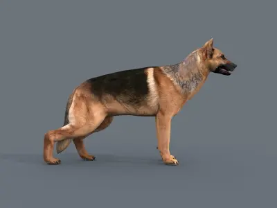 My Dog - 3d animated dog model Low-poly 3D model