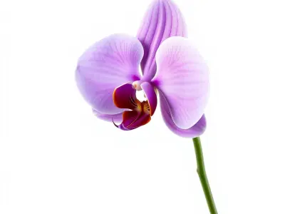 Orchid Flower D Model Pack Low-poly 3D model