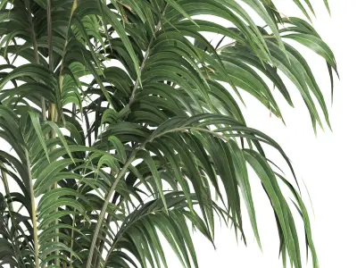 indoor plant 013 3D model