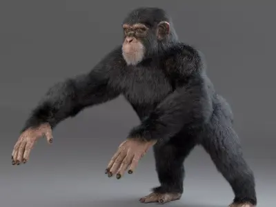 Chimpanzee Maya 3D model