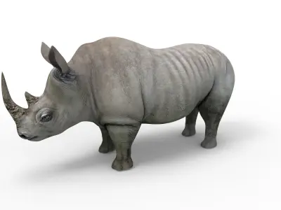 Rhino rigged Animated Rhinoceros realistic 3d Model Low-poly 3D model