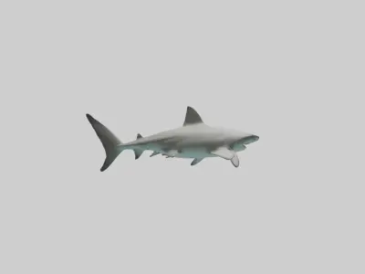 Bull Shark swimming fast model Low-poly 3D model