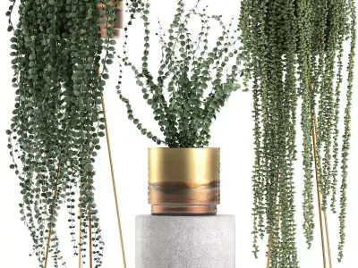 Plants in gold pots for the interior 602 3D model