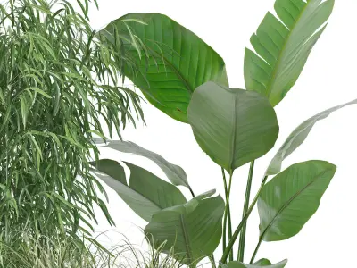 Plants collection 129 3D model