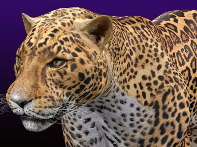 Jaguar Rigged 3D model