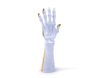 Fantasy Undead Hand Model Pack Low-poly 3D model