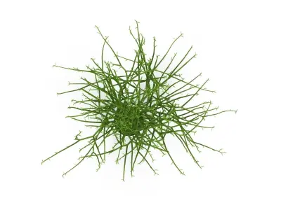 Pencil cactus 3D model