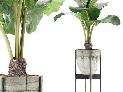 Plants Collection 77 3D model