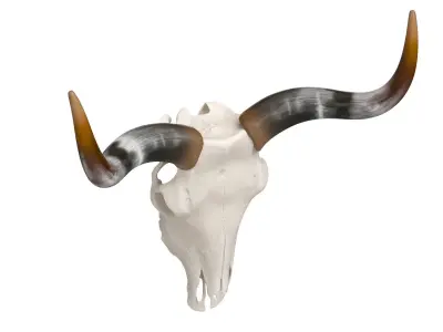 Cattle Skull and Horns 3D model