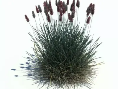 Blue Moor Grass 3D model