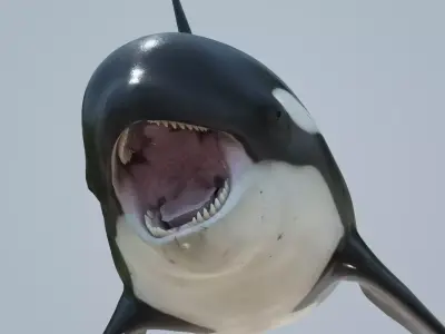 Killer whale rigged and animated for Cinema 4d Low-poly 3D model