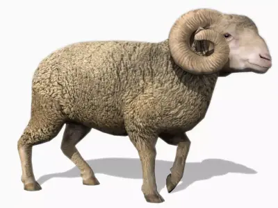 Ram Animated Low-poly 3D model