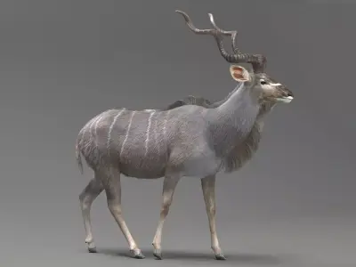 Kudu Antelope model 3D model