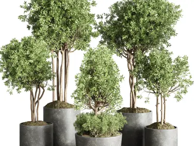  indoor outdoor plant 145 plant tree vase dirty concrete  3D model