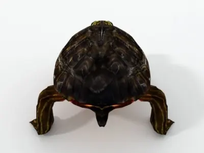 Oriental Painted Turtle Low-poly 3D model
