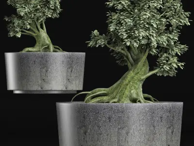 Plants Collection 148 Sageretia Theezans 3D model