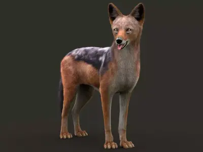 Black Backed Jackal Xgen 3D model