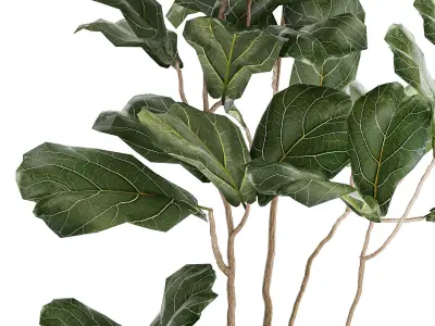 Decorative Tree Ficus Lyrata In A Flower Pot 1241 3D model