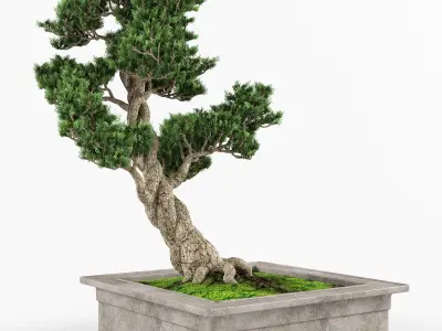 Bonsai tree 04 3D model