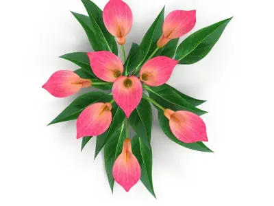 Calla Lily Pink 3D model