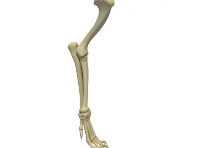 Lion Leg Skeleton 3D model
