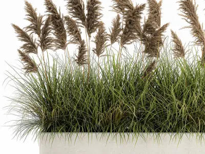 Pampas grass for landscaping 1069 3D model