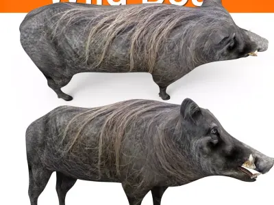 Wild Boar 3D Models game ready low poly model Low-poly 3D model