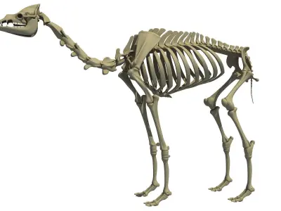 Full Body Camel Skeleton 3D model