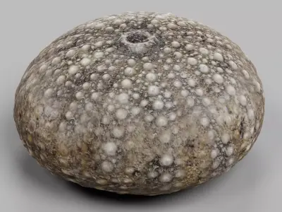 -Sea Urchin Shell- 3D model