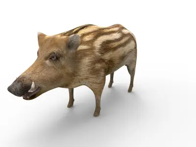 Wild Boar 3D model   Low-poly 3D model
