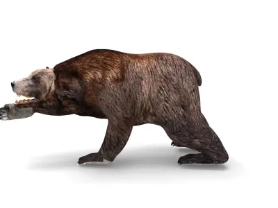 Brown Bear Rigged and animated 3D Model Low-poly 3D model