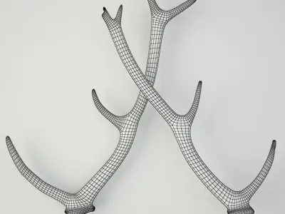 Naturally-Shed Deer Antlers 3D model