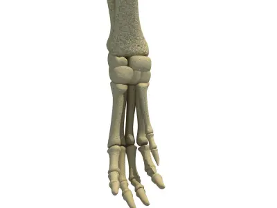 Anatomic Rat Animal Leg Skeleton  3D model