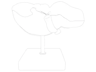 medical model Pack  3D model