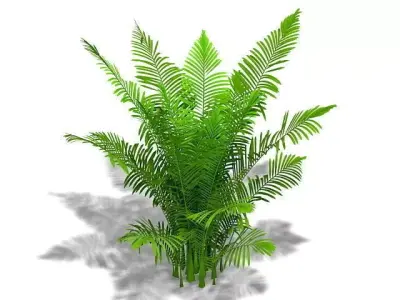 Areca palm plant Free low-poly 3D model