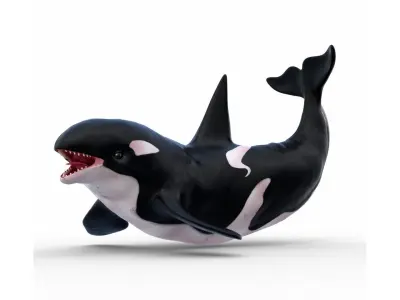 Realistic Killer Whale Rigged and Animated Low-poly 3D model