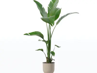 Strelitzia in modern flower pot 3D model