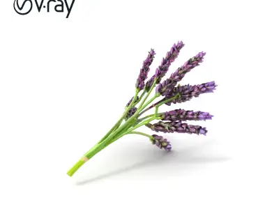 Realistic Lavender Plant Diversity model pack Low-poly 3D model