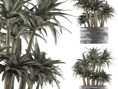Plants Collection 116 3D model