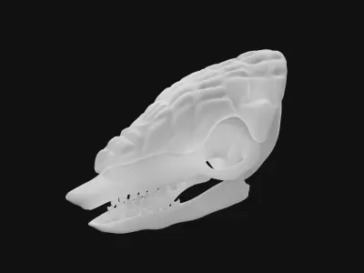 Armadillo skull 3D model